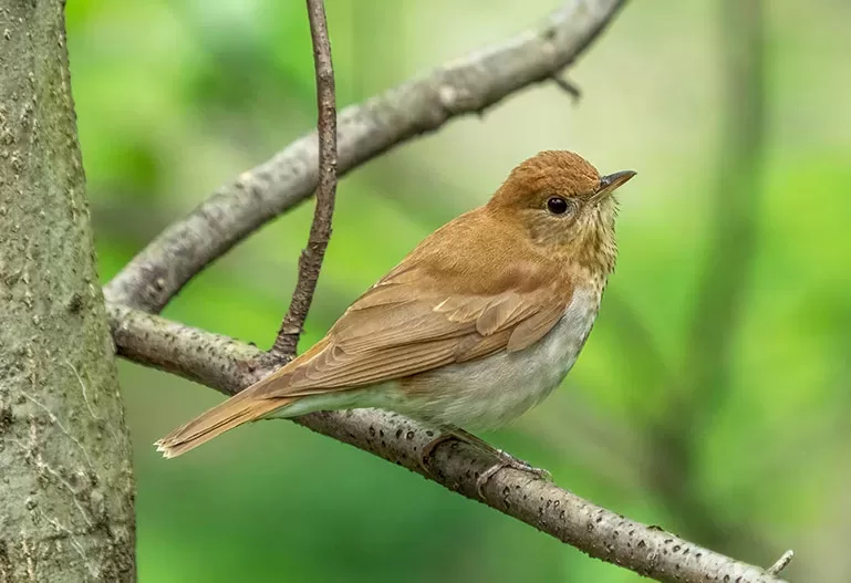 Veery is a bird in the northern North America that migrates annually to south American Amazons